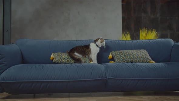 Cute Domestic Cat with Injured Eye Meowing on Couch