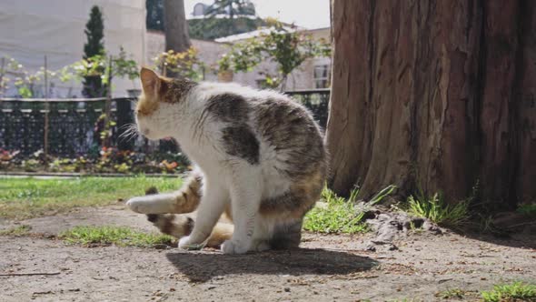 cat in street