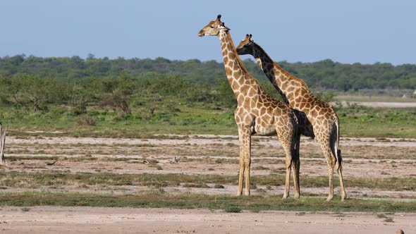 Giraffes On The Plains Of Etosha National Park
