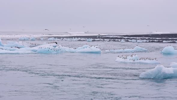Seagulls on Ice By Diamond Beach Near Glacier Lagoon of Iceland