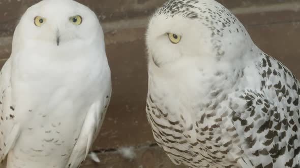 TILT UP from claws, a pair of Snowy owls in captivity