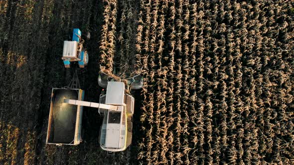 Combine Harvesting Corn for Silage and Loading a Double Trailer Truck, Aerial Top View