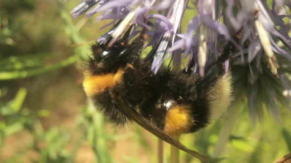 Macro Video Footage of Bee on Wild Flower