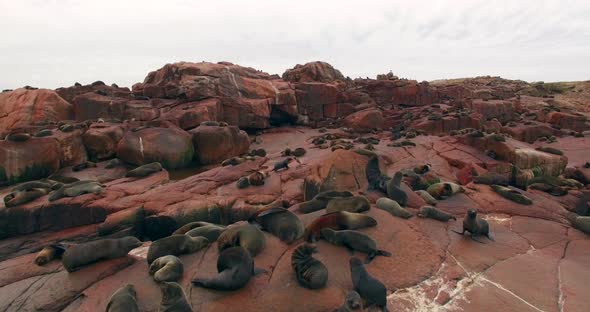 Aerial Footage of Fur Seals Colony Resting on the Shore. Wildlife in Natural Habitat. Uruguay 