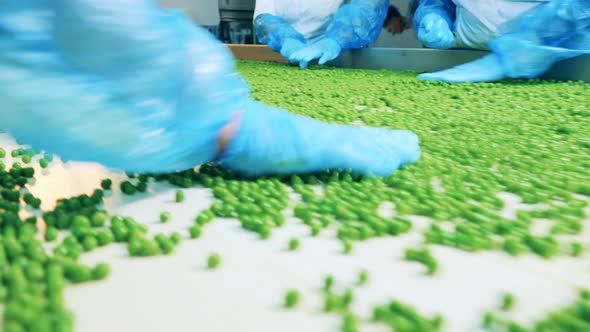 Fresh Green Peas are Getting Examined on the Conveyor Belt