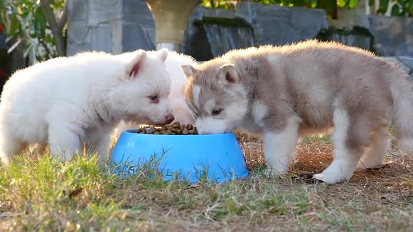 Three Siberian Husky Puppies Eating Dry Food From Bowl