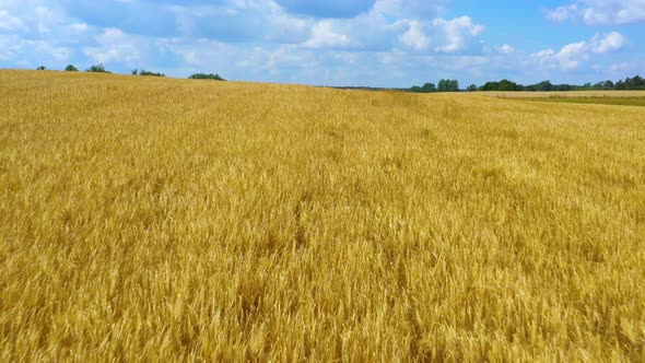 Aerial Cinematic clip: Drone flying over a wheat field during sunset. Drone flies over yellow agricu