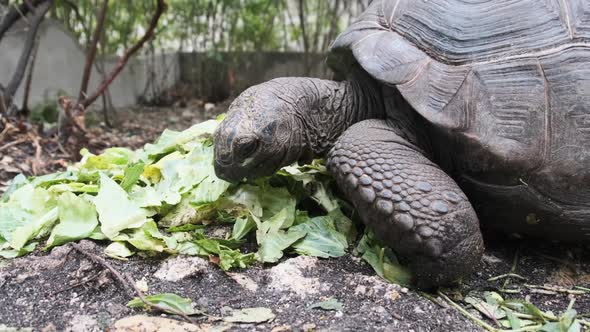 Huge Aldabra Giant Tortoise Eats Green Leaves in the Reserve Zanzibar Africa