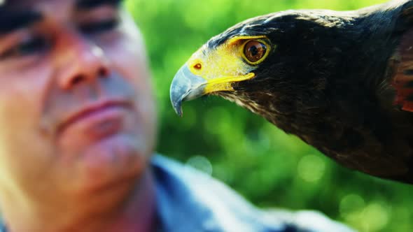 Man with falcon eagle on a sunny day