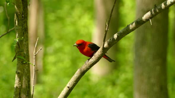 Scarlet Tanager perched beautifully on a branch in the middle of the forest and then takes flight.