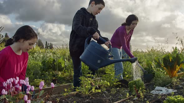 Three kids working in an organic vegetable garden weeding and watering plants