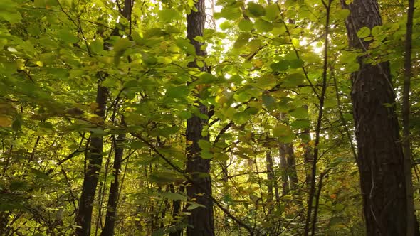 Autumn Forest Landscape with Trees By Day