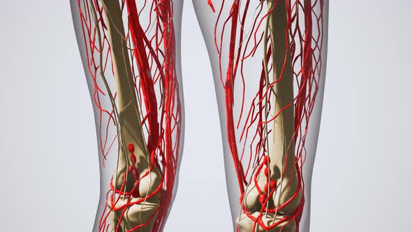 Science Anatomy of Human Blood Vessels alt