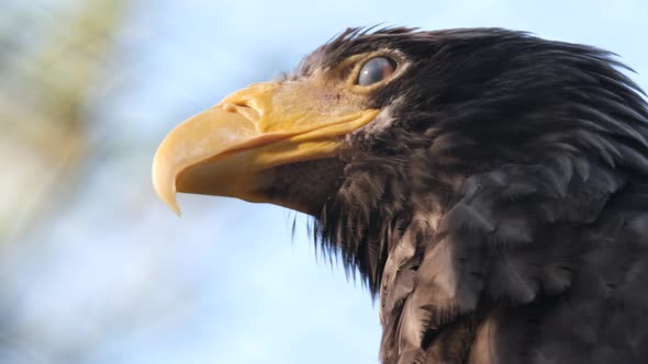 Portraits of Wildlife Predator Species Falcon Bird Sits on Tree Looks at Camera