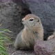 Curious but cautious wild animal Arctic ground squirrel peeps out of hole under stone looking around - VideoHive Item for Sale