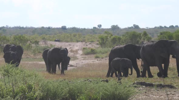 Herd of elephants on the savanna 