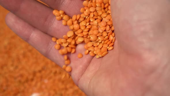 Handful of peeled lentils falls from the hand