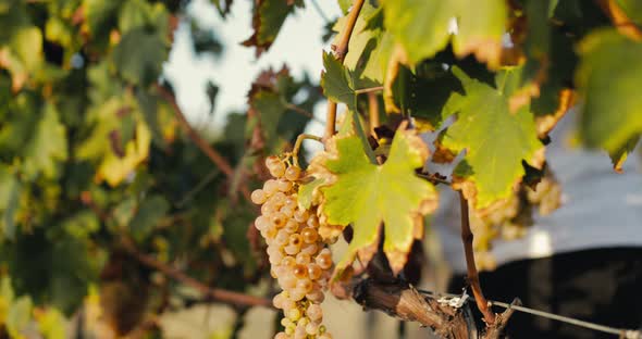 Peasants Harvesting Withe Grapes at Sunset