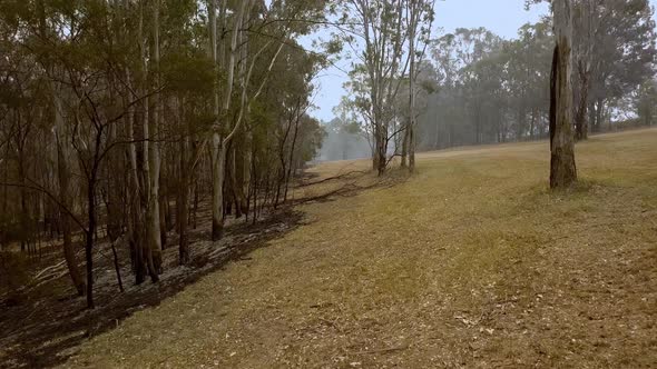 Eucalyptus forest during bush-fire in Australia Aerial view, drone in-between trees passing shot