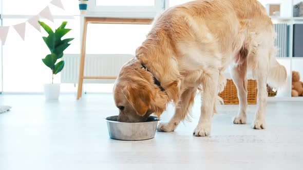 Golden Retriever Dog Eating