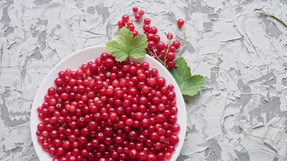 Fresh Red Currant Berries on a White Plate on a Concrete Gray Background Slow Motion