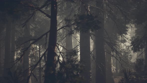 Black Tree Trunk in a Dark Pine Tree Forest