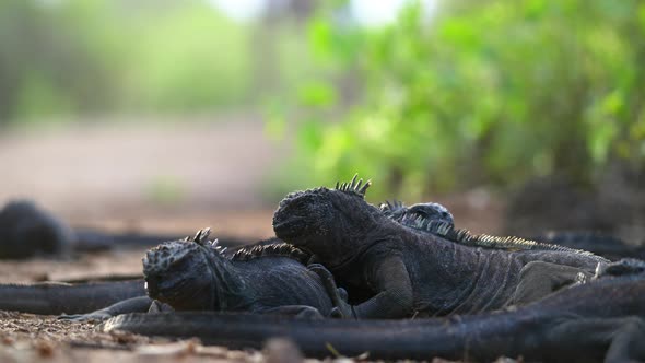 Group Of Galapagos Marine Iguanas On The Ground. Low Angle With Bokeh Background