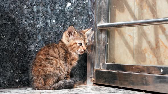 Cute Little Homeless Stray Cat Looking Curiously on Outdoor Street