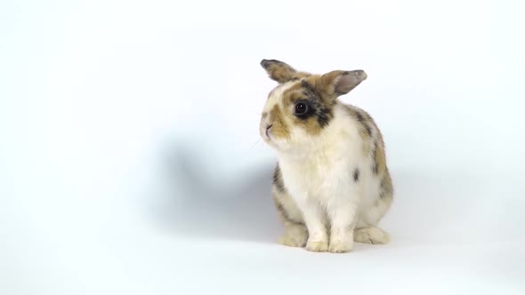 Cute Three Colored Rabbit Sniffing and Looking Around on White Background at Studio. Slow Motion