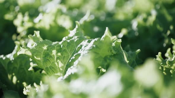 Sunny Day in a Greenhouse Growing Lettuce Closeup Shallow Depth of Field Sun Glare