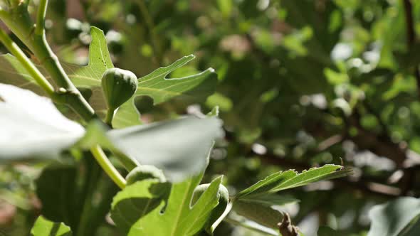 Ficus carica tree branches close-up 4K 2160p 30fps UltraHD footage - Details of common fig fruit pla