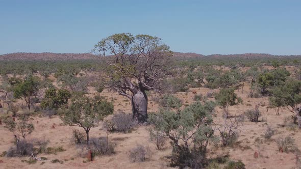 Aerial Clip Flying Backwards Away From a Boab Tree in the Kimberley