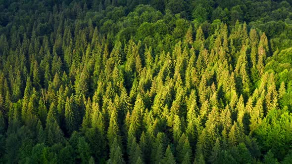 Morning Forest Green Conifer Treetops Shining on Sun