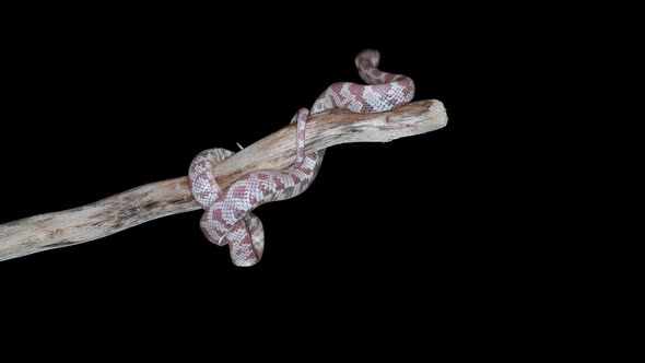 Snake Pantherophis Guttatus Morph, Color Snow Het Anery, Family Colubridae.