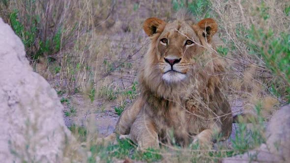 A Tired Maneless Lion Laying While Looking Around In Nxai Pan, Botswana - Close Up Shot