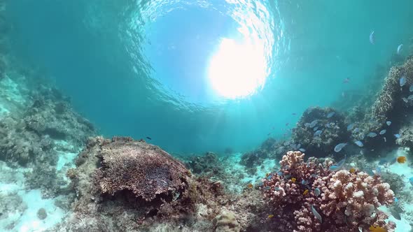 The Underwater World of a Coral Reef