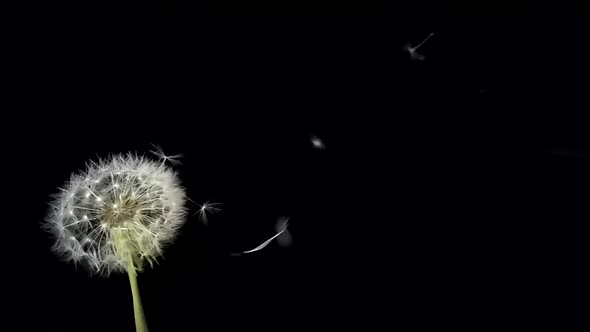 Amazing Macro Shot of Dandelion Being Blown in Super Slow Motion on Black Background