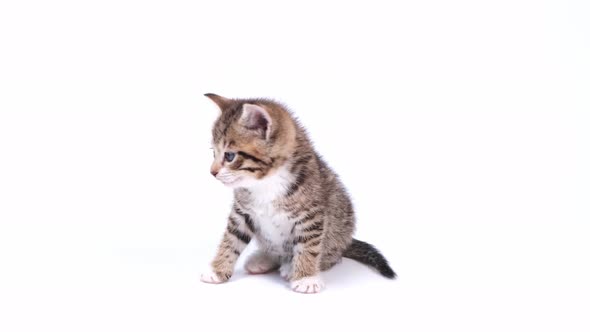 Little Striped Kitten Sits on White Studio Background and Looks Into the Camera