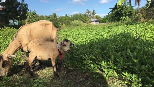 Mother and baby goat