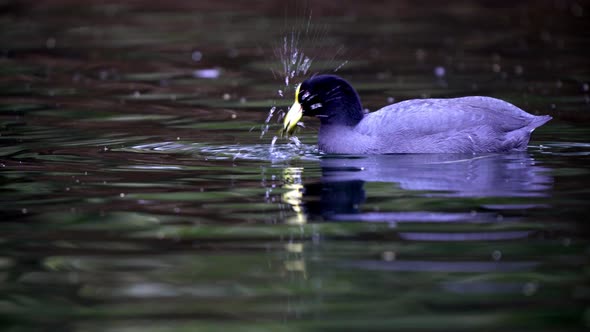 Close up shot of a white-winged coot feeding with algae on a pond