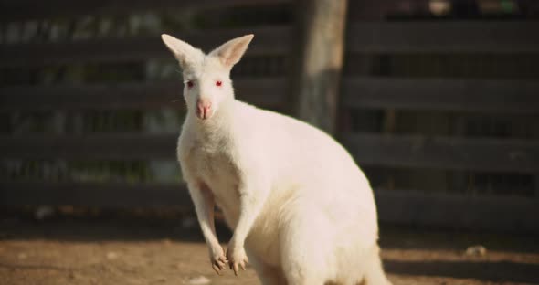 Close up of Adult albino red-necked wallaby on a farm. BMPCC 4K
