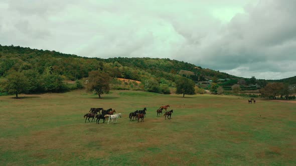 herd of jade horses