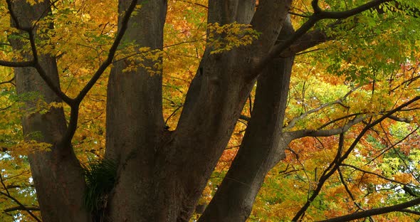 Japanese zelkova known as Japanese elm or keyaki