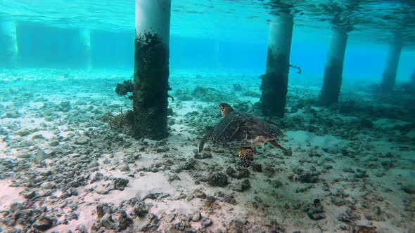 Following a Huge Turtle Underwater in Maldives