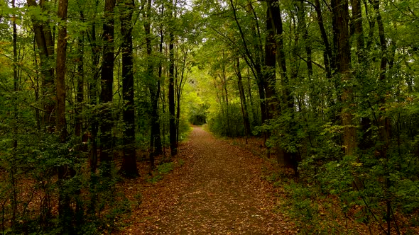 4K camera drone follows trail in the forest during fall season.