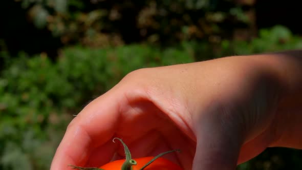 Hand Puts Ripe Juicy Tomato in a Wooden Box