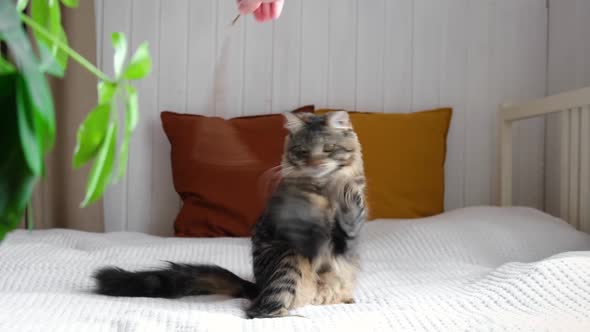 Little Cat Playing on a White Sofa on Cozy Home Background