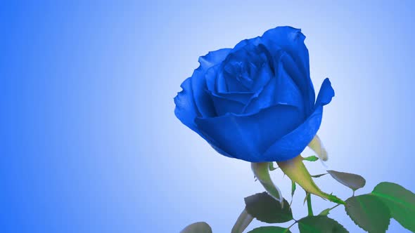 Amazing Bright Blue Rose Flower Opening on Blue Background