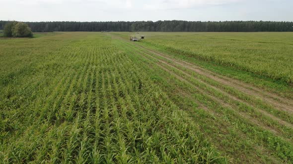   harvesting corn from the field using a combine harvester