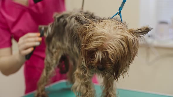 Grooming and Blow-drying Yorkshire Terrier